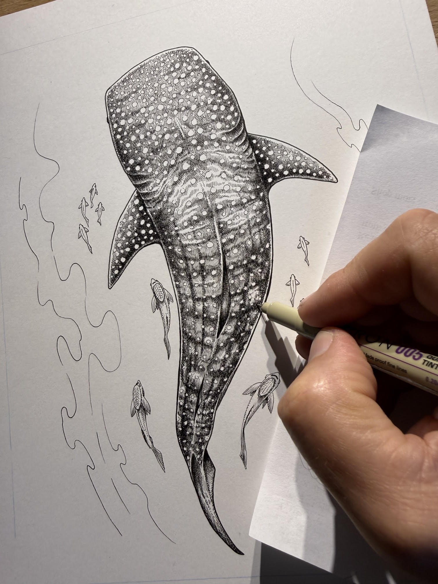 Whale Shark signed print by Bryan Collins — Bryan Collins Art
